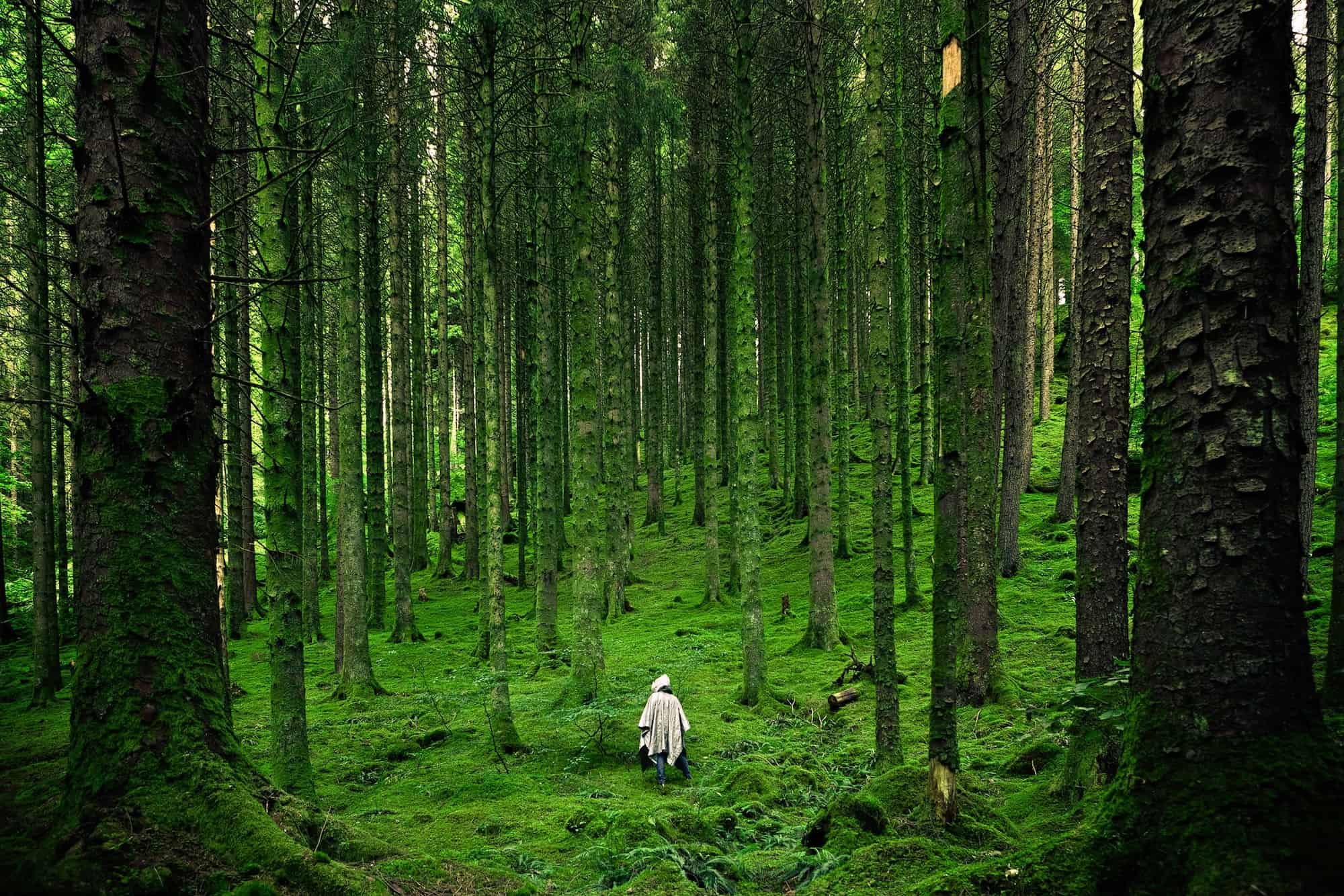 How Forest Therapy Can Help Calm Your Nerves