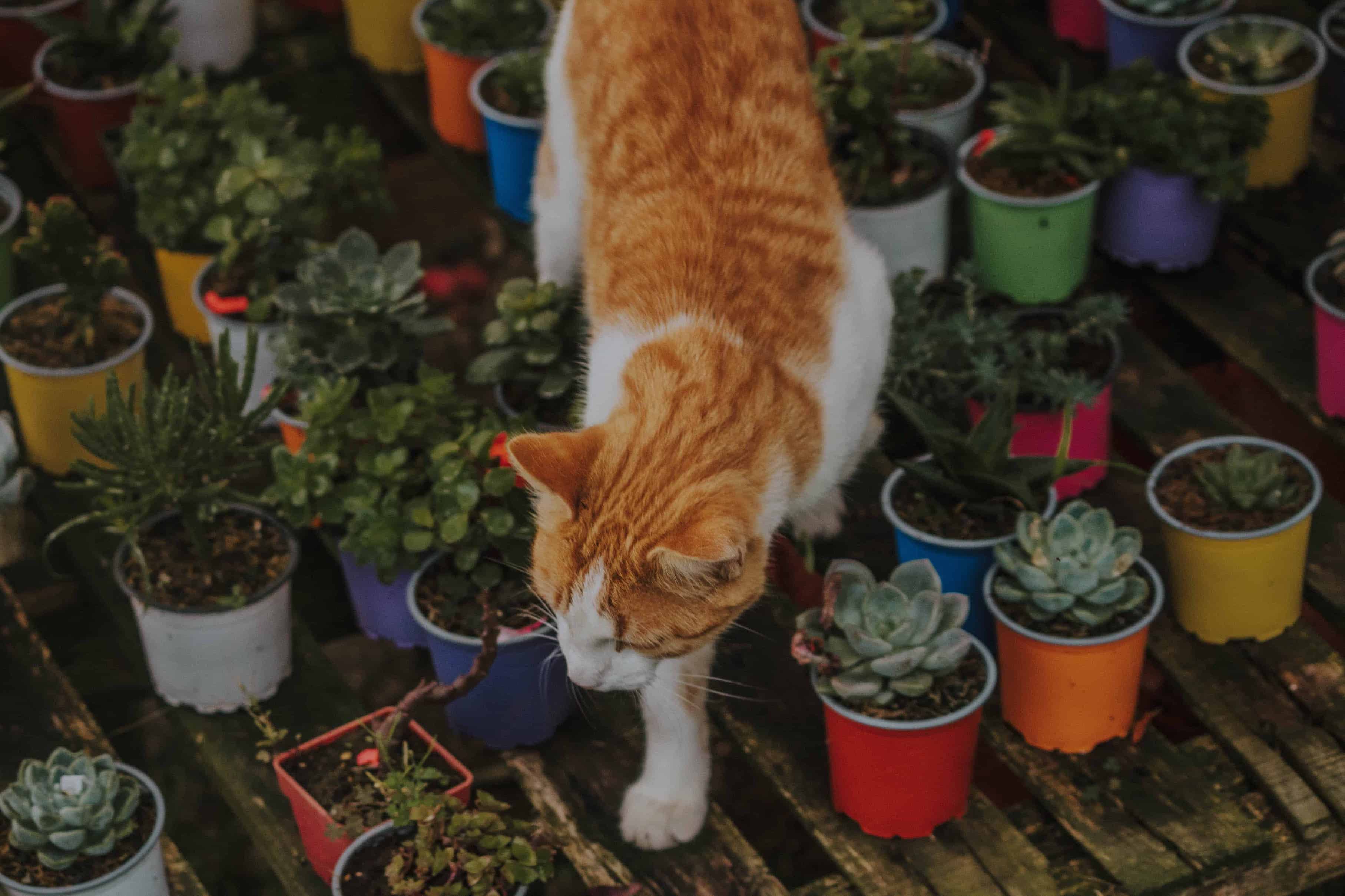 Houseplants That Are Safe for My Cat