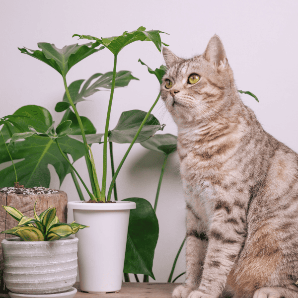 17 Stunning Houseplants Safe for Cats