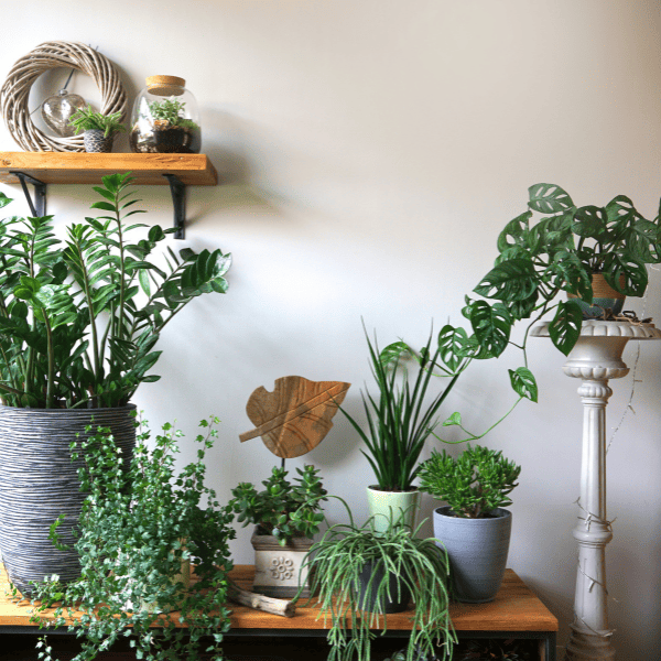 non toxic air purifying indoor plants