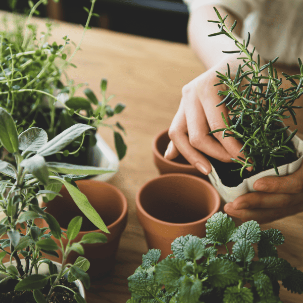 start an indoor herb garden