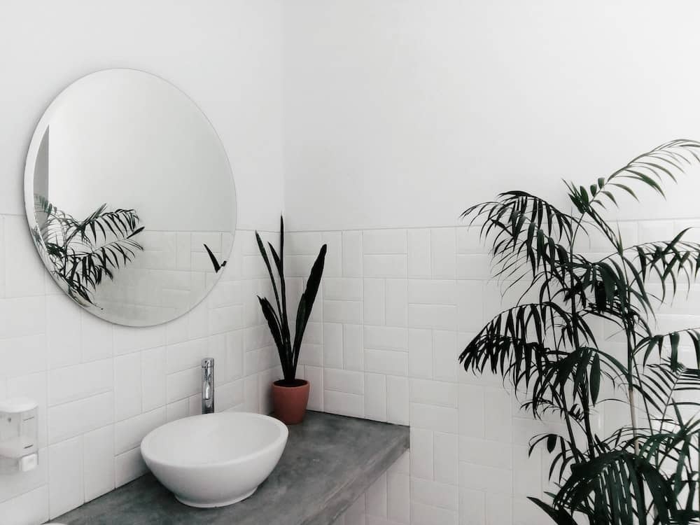 best indoor bathroom plants to reduce humidity