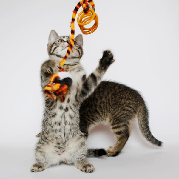 The Best Eco-friendly Cat Toys Ever
