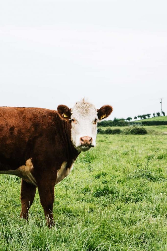 the cow featured here needs to be “raised in living conditions accommodating their natural behaviors, fed 100% organic feed and forage, and not administered antibiotics or hormones” to be considered organic.