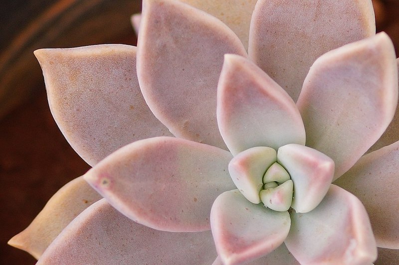 The GHOST PLANT (Graptopetalum) is safe for cats