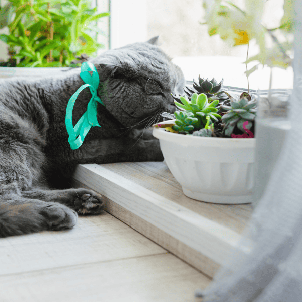 succulents safe for cats