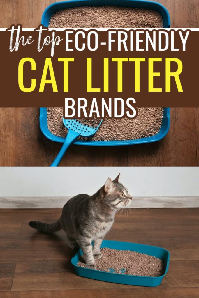 best eco friendly cat litter brands