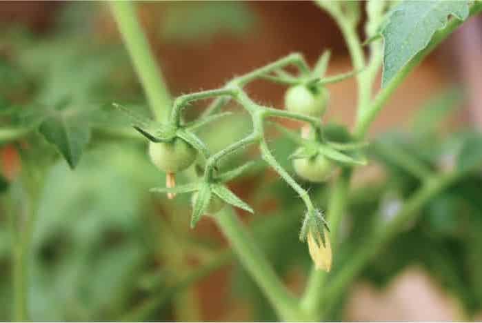 How to care for your tomato plant