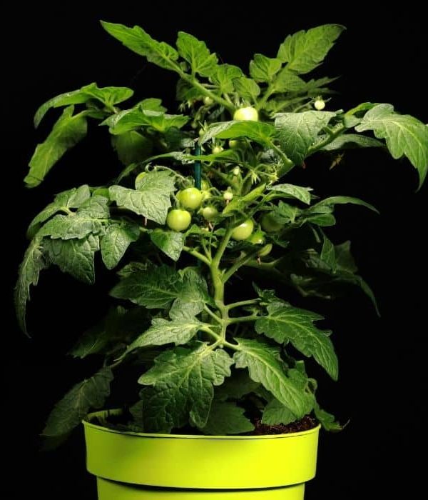 How to Grow Tomatoes in a 5 Gallon Bucket