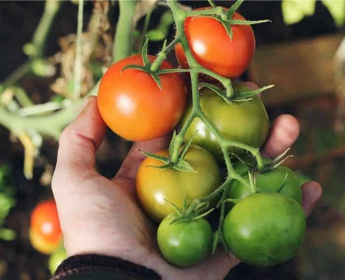 How to harvest your tomato