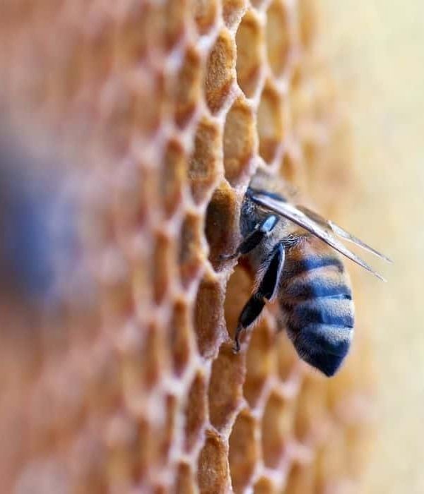 Why Are Bees Important to Humans?