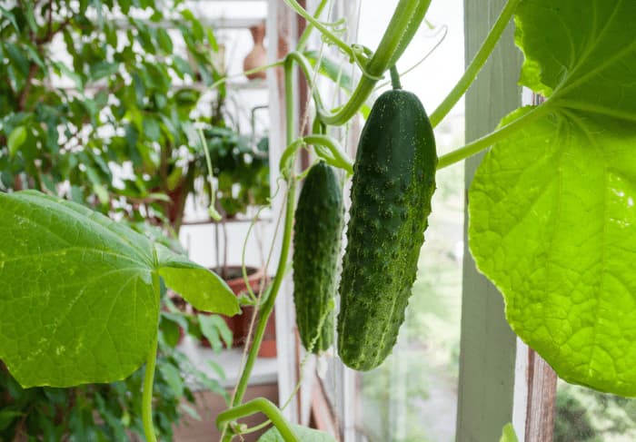 How do you support a cucumber vertically?

