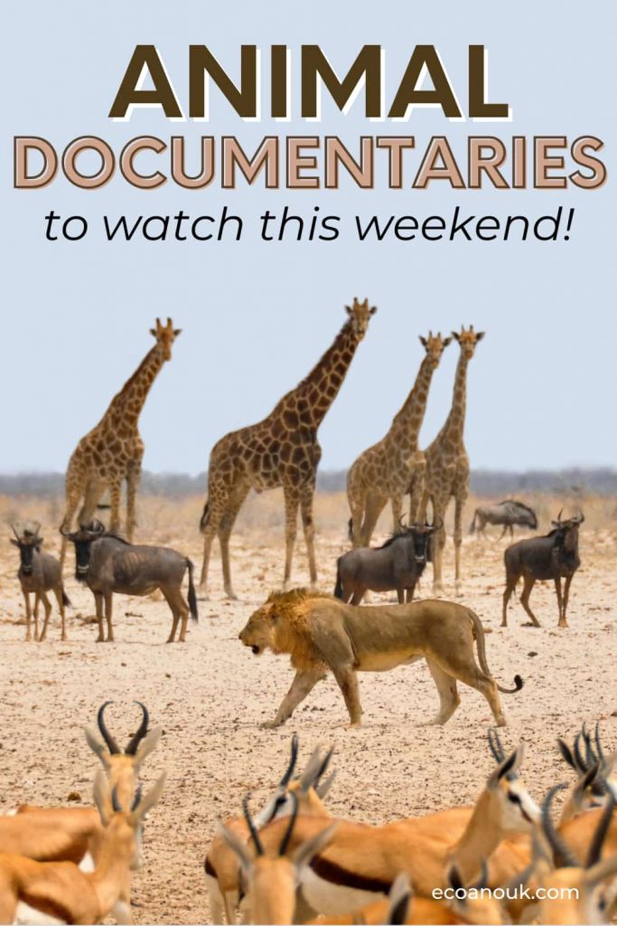 wild animals of Africa as seen in animal documentaries