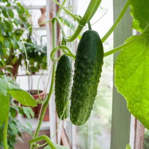 growing cucumbers vertically in balcony garden