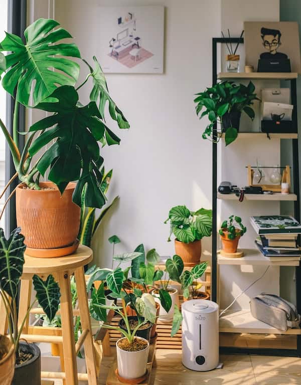 bohemian room with several potted houseplants placed haphazardly