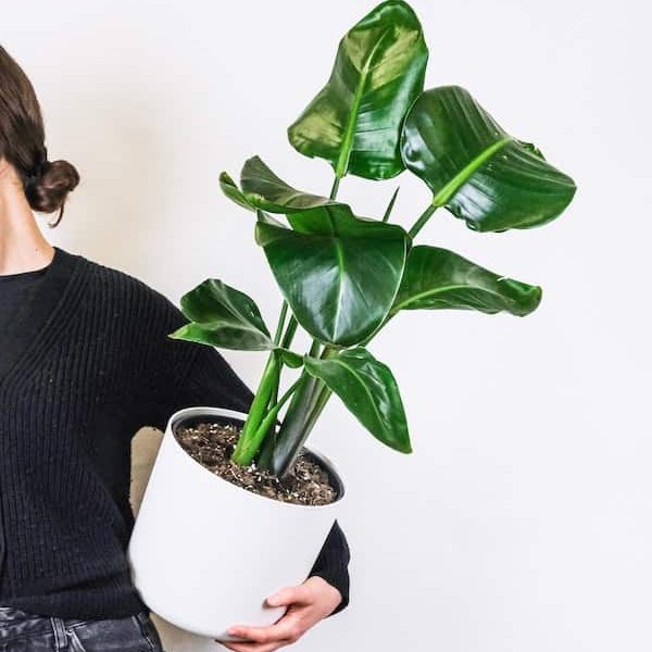 woman holding a houseplant with her left hand