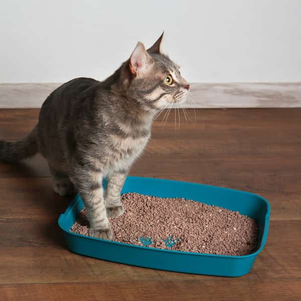 What is the Best Way to Dispose of Used Cat Litter?