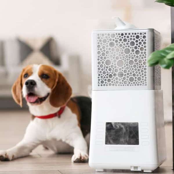 jack russel terrier sitting next to an eco friendly humidifier