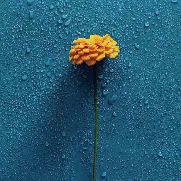 yellow flower on blue surface to sho how to increase indoor humidity in winter