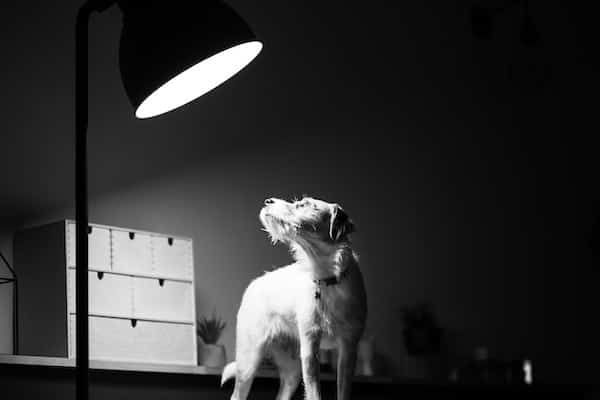 a cute dog looking up at a light source