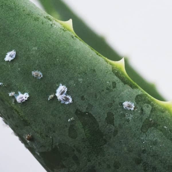 How to Get Rid of Mealy Bugs Without Toxic Chemicals