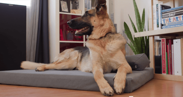 Avocado dog bed made from Recycled materials
