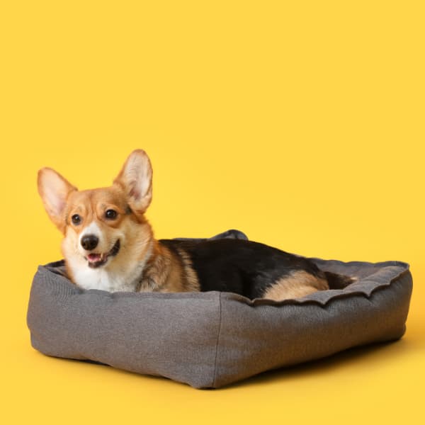The Ultimate Eco Friendly Dog Bed: 16 Brands Your Dog Will Be Wild About