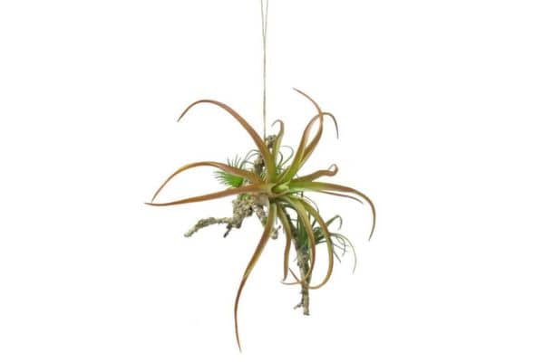 tillandsia air plant - how do I reduce the humidity in my bathroom?