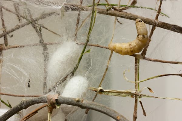 silkworms making silk thread